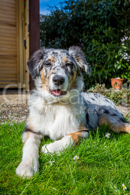 australian shepherd dog in portrait