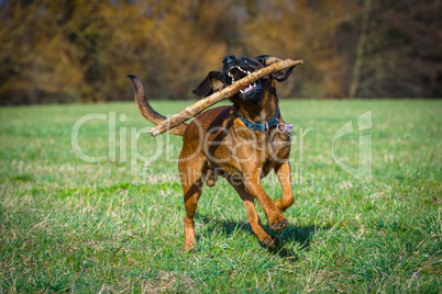 bloodhound playing with a stick