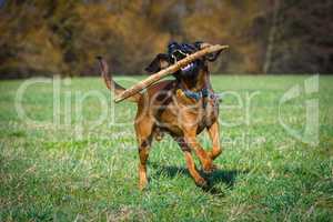 bloodhound playing with a stick