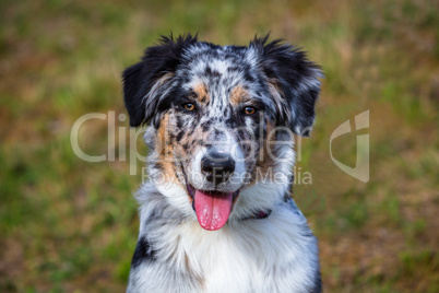 portrait of a cute australian shepherd pup