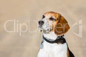 portrait of a cute beagle dog
