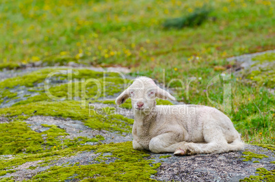 Cute little lamb