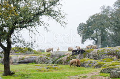 Extremadura Meadow  with lambs on a foggy day