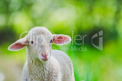 beautiful little lamb