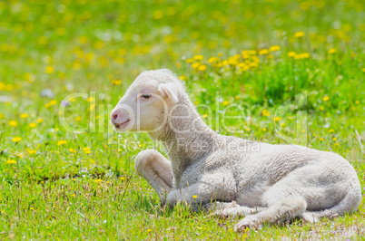 Cute little lamb resting in a meadow