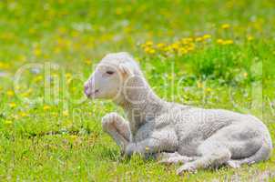Cute little lamb resting in a meadow