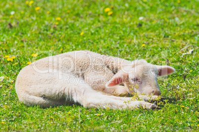 Cute little lamb resting in a meadow