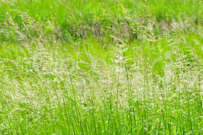 Perfect green background by the fresh grass