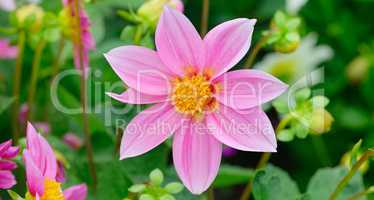 Dahlia on background of flowerbeds. Wide photo.