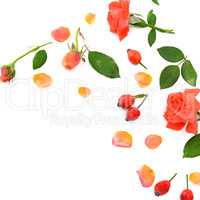 Roses isolated on white background. Flat lay, top view.