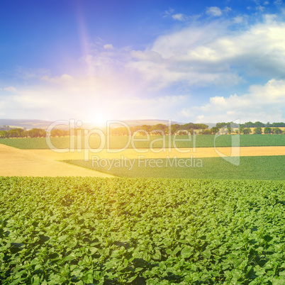 Feld sunflower sprouts and sunrise on sky.