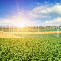 Feld sunflower sprouts and sunrise on sky.