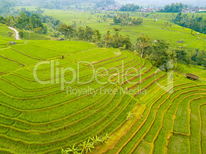 Terraces of Rice Fields in Indonesia. Aerial View
