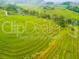 Terraces of Rice Fields in Indonesia. Aerial View