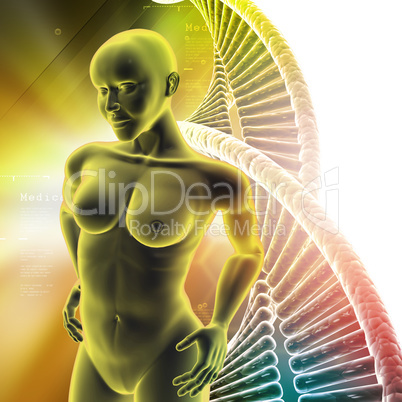 Human female anatomy with DNA