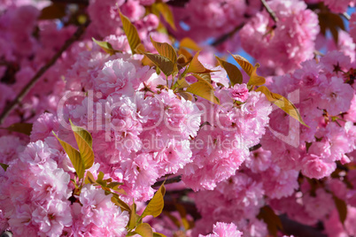 Cherry blossom, pink spring blossom background