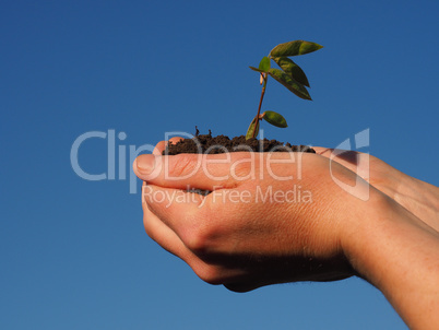 Hands with a growing plant