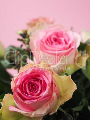 Pink roses close up