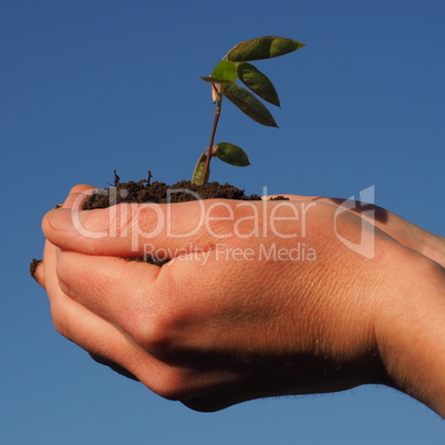 Hands with a small plant