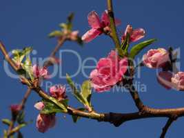 Blossom of a peach tree