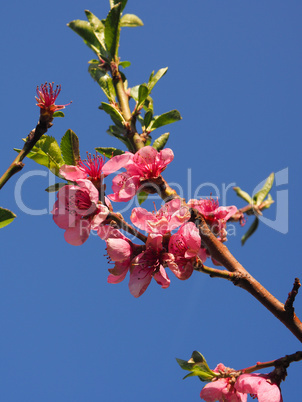 Blossom of a peach tree