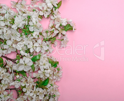 pink background with blooming white cherry twigs