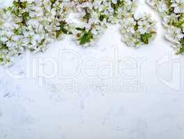 cherry branches with white flowering buds on a white textured su