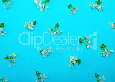 blue background with blooming white flowers and green stems of c