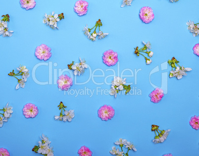 blue background with blooming white and pink flowers