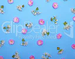 blue background with blooming white and pink flowers