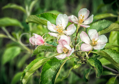 The branch of a blossoming apple tree