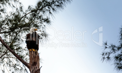 Adult bald eagle Haliaeetus leucocephalus