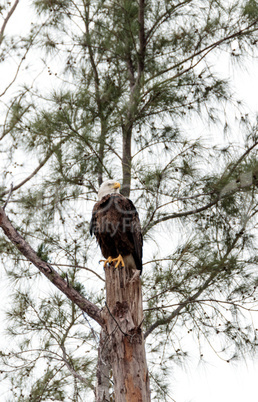 Adult bald eagle Haliaeetus leucocephalus