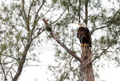 Adult bald eagle Haliaeetus leucocephalus