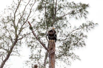 Adult bald eagle Haliaeetus leucocephalus