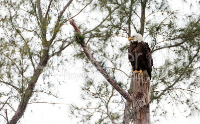 Adult bald eagle Haliaeetus leucocephalus