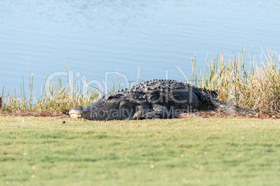 Very large American Alligator mississippiensis basking on the si