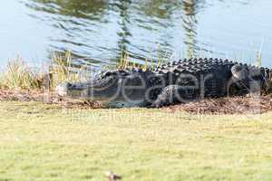 Very large American Alligator mississippiensis basking on the si