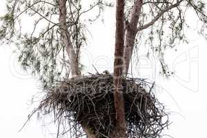 Family of two bald eagle Haliaeetus leucocephalus parents with t