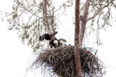 Family of two bald eagle Haliaeetus leucocephalus parents with t