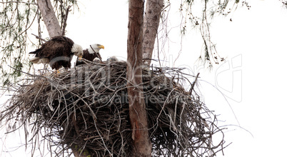 Family of two bald eagle Haliaeetus leucocephalus parents with t