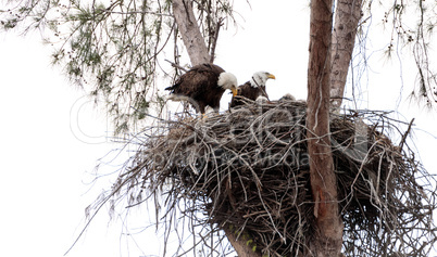 Family of two bald eagle Haliaeetus leucocephalus parents with t