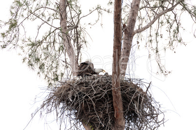 Family of two bald eagle Haliaeetus leucocephalus parents with t