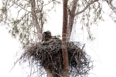 Family of two bald eagle Haliaeetus leucocephalus parents with t