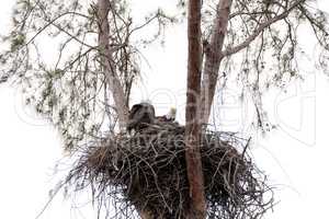 Family of two bald eagle Haliaeetus leucocephalus parents with t