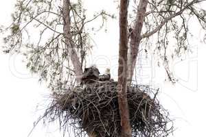 Family of two bald eagle Haliaeetus leucocephalus parents with t