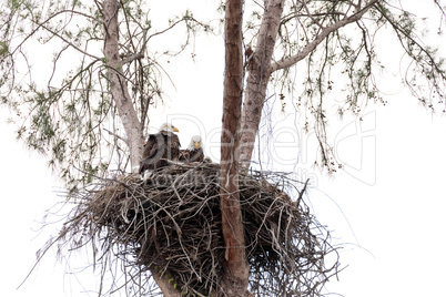 Family of two bald eagle Haliaeetus leucocephalus parents with t