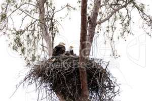Family of two bald eagle Haliaeetus leucocephalus parents with t