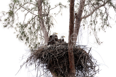 Family of two bald eagle Haliaeetus leucocephalus parents with t