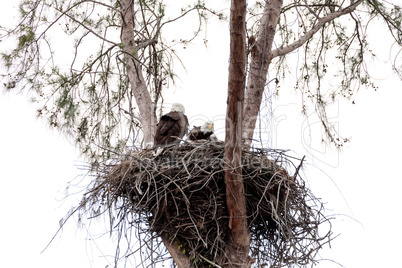 Family of two bald eagle Haliaeetus leucocephalus parents with t